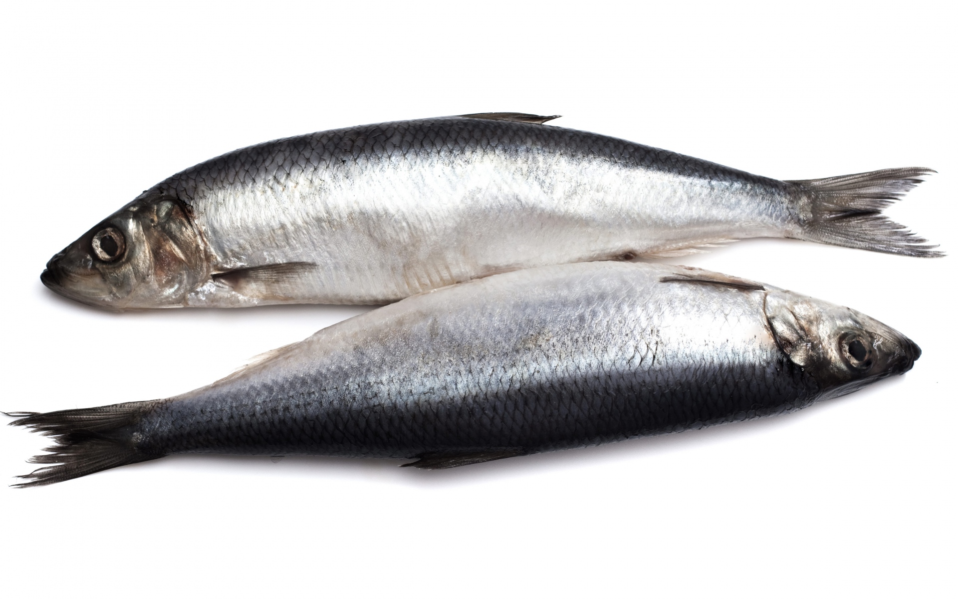 Сельдь  350+ Фарер-кие о-ва с/м (кг) купить в Донецке - Сушиман