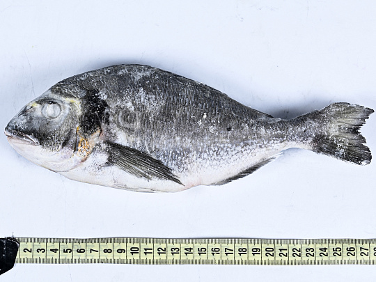 Дорадо с/м непотрош. с/г 300/400 TSM Deniz URUNLERI SAN VE TIC A.S. Турция 5кг/кор TR48-0044 купить в Донецке - Сушиман