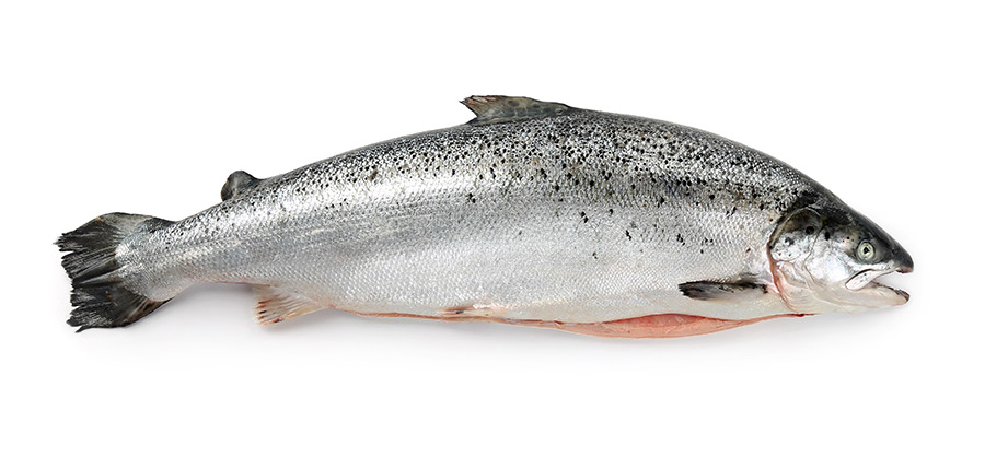 Лосось 8-9 (кг) купить в Донецке - Сушиман